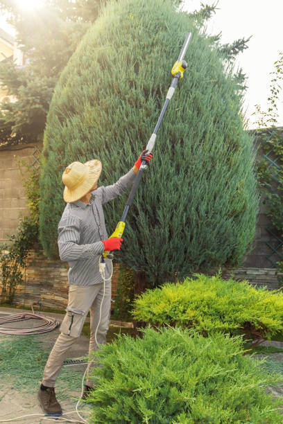 Tree and Shrub Care in Creve Coeur, IL